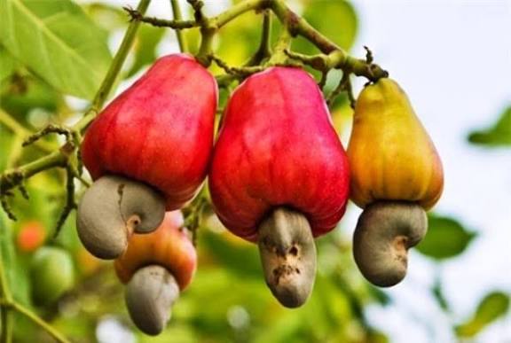 Cashew Kernels view 9